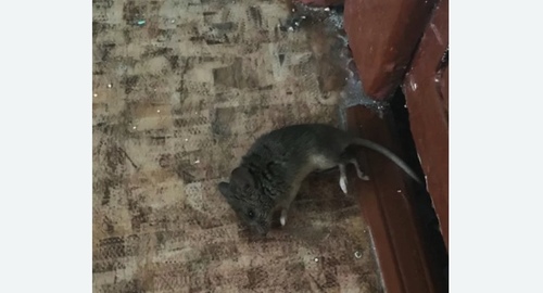 Дезинфекция от мышей в Бабаево