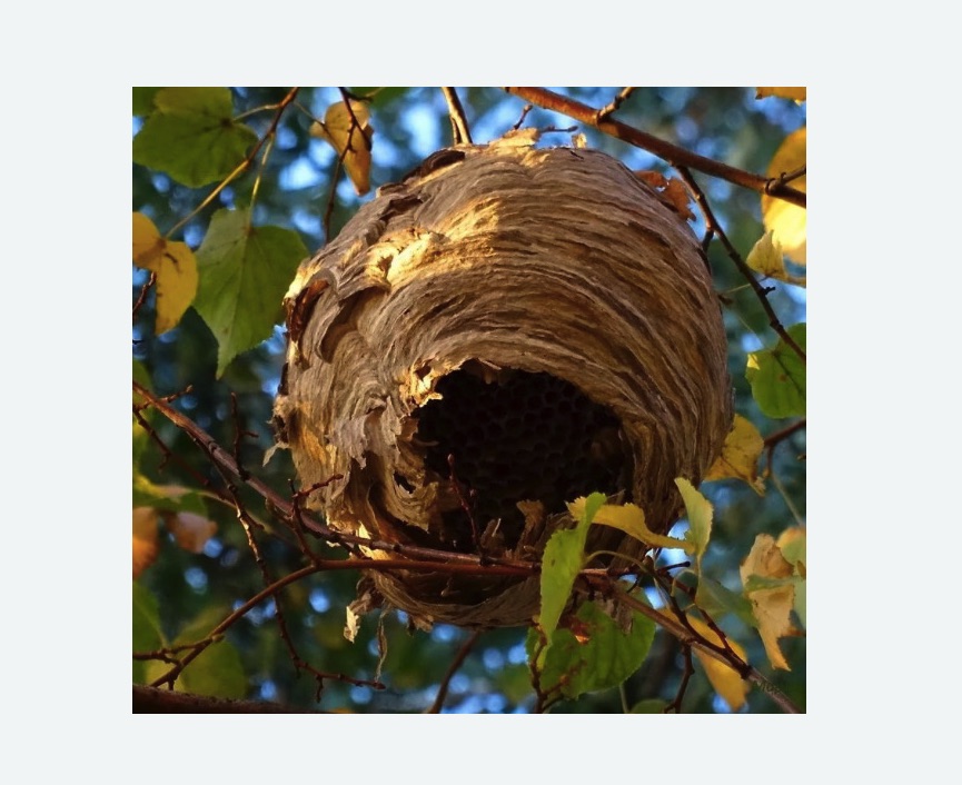 Обработка от шершней в Бабаево