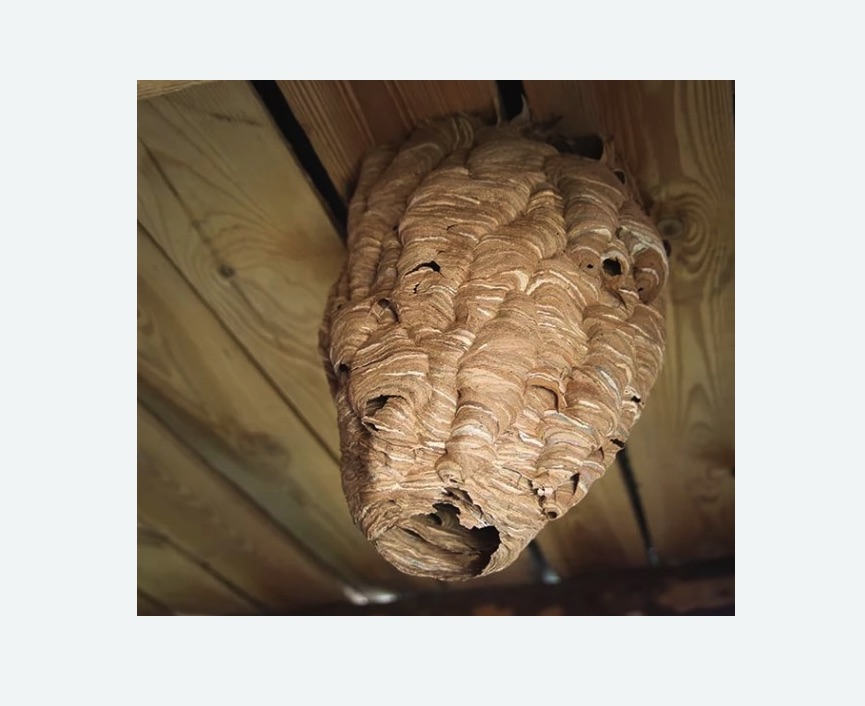 обработка от шершней в Бабаево