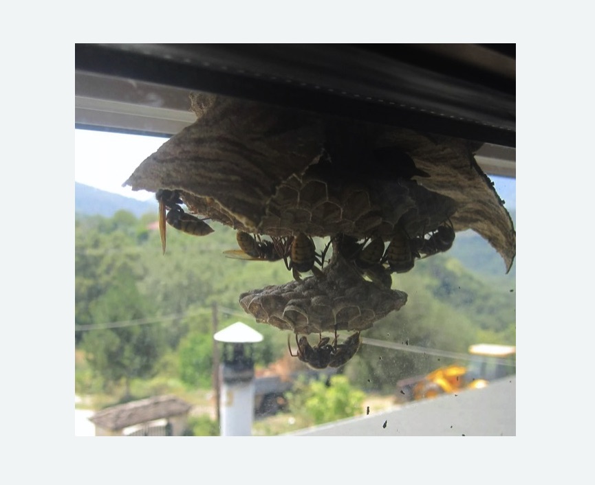 Уничтожение гнёзд шершней в Бабаево