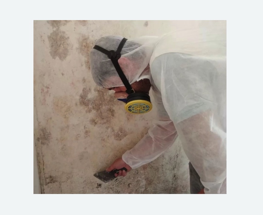Обработка стен от плесени в Бабаево