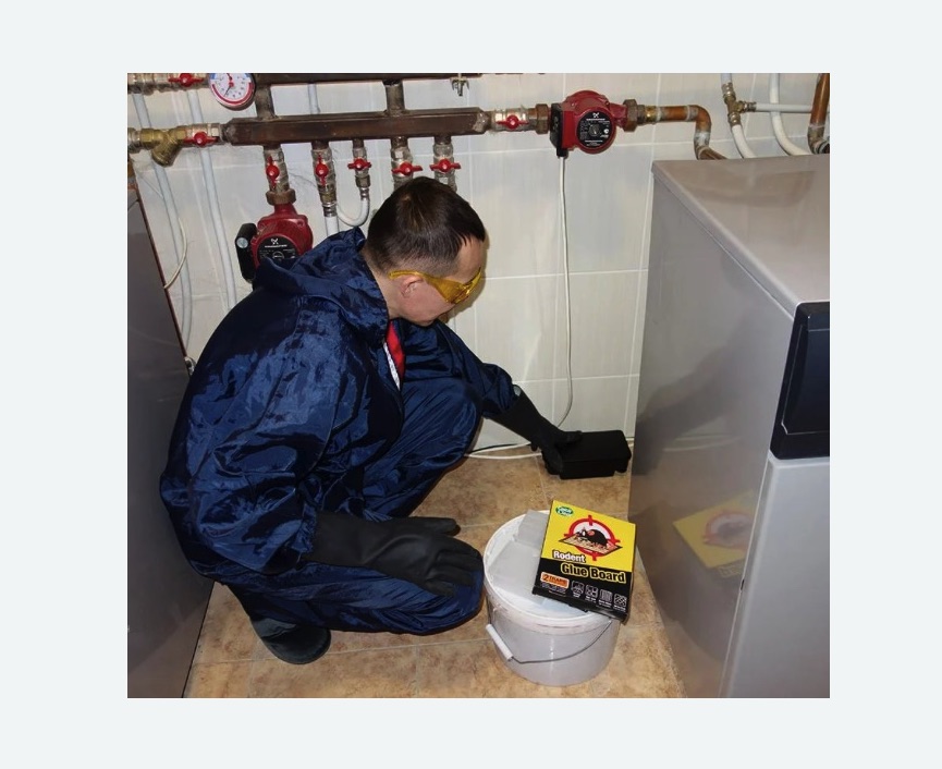 Уничтожение крыс Уничтожение крыс в Бабаево