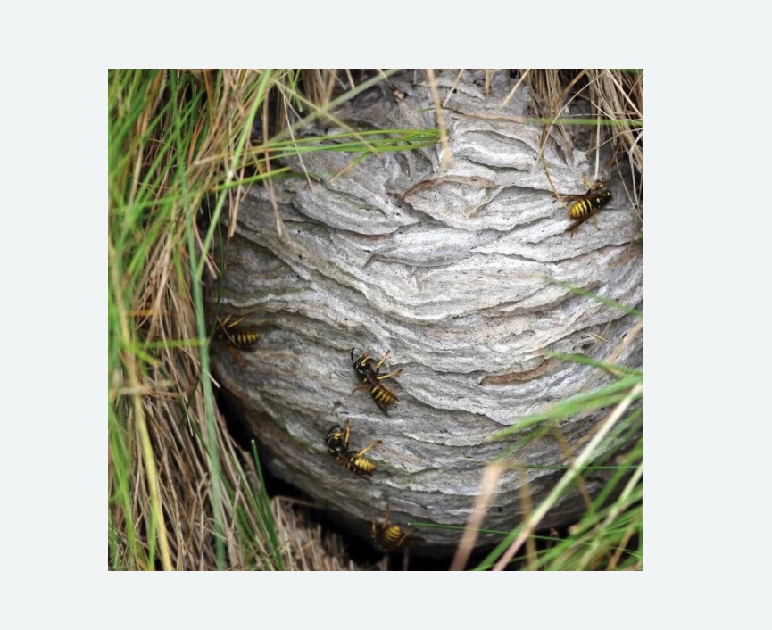 Уничтожение ос и ульев в Бабаево